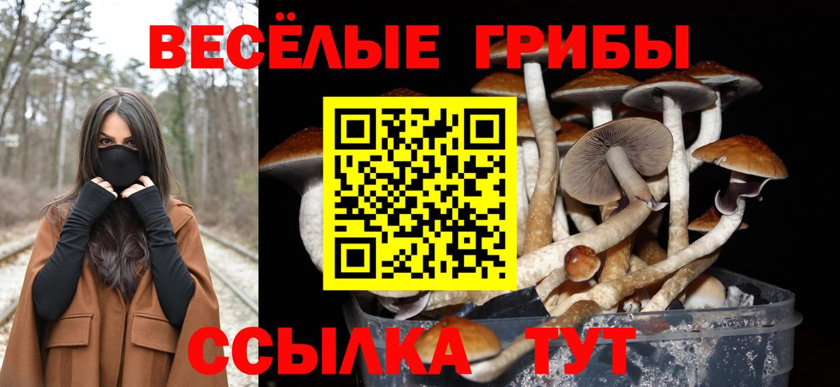Псилоцибиновые грибы Psilocybine cubensis Ачхой-Мартан