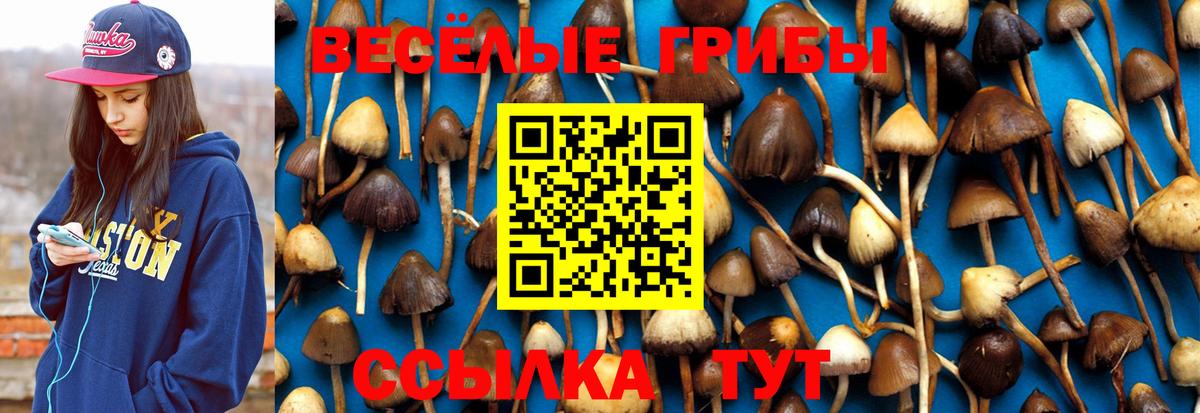 Ачхой-Мартан  Галлюциногенные грибы Psilocybine cubensis  Вход с VPN 